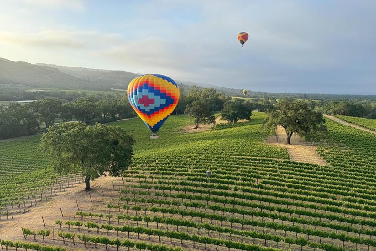 barvit balon na vroč zrak, ki leti nad vinogradom