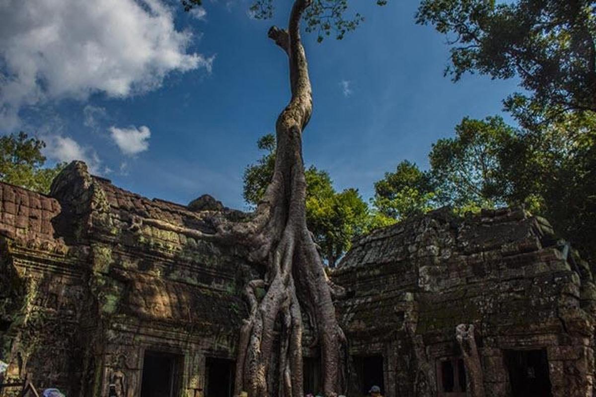 a tree growing on the side of a building