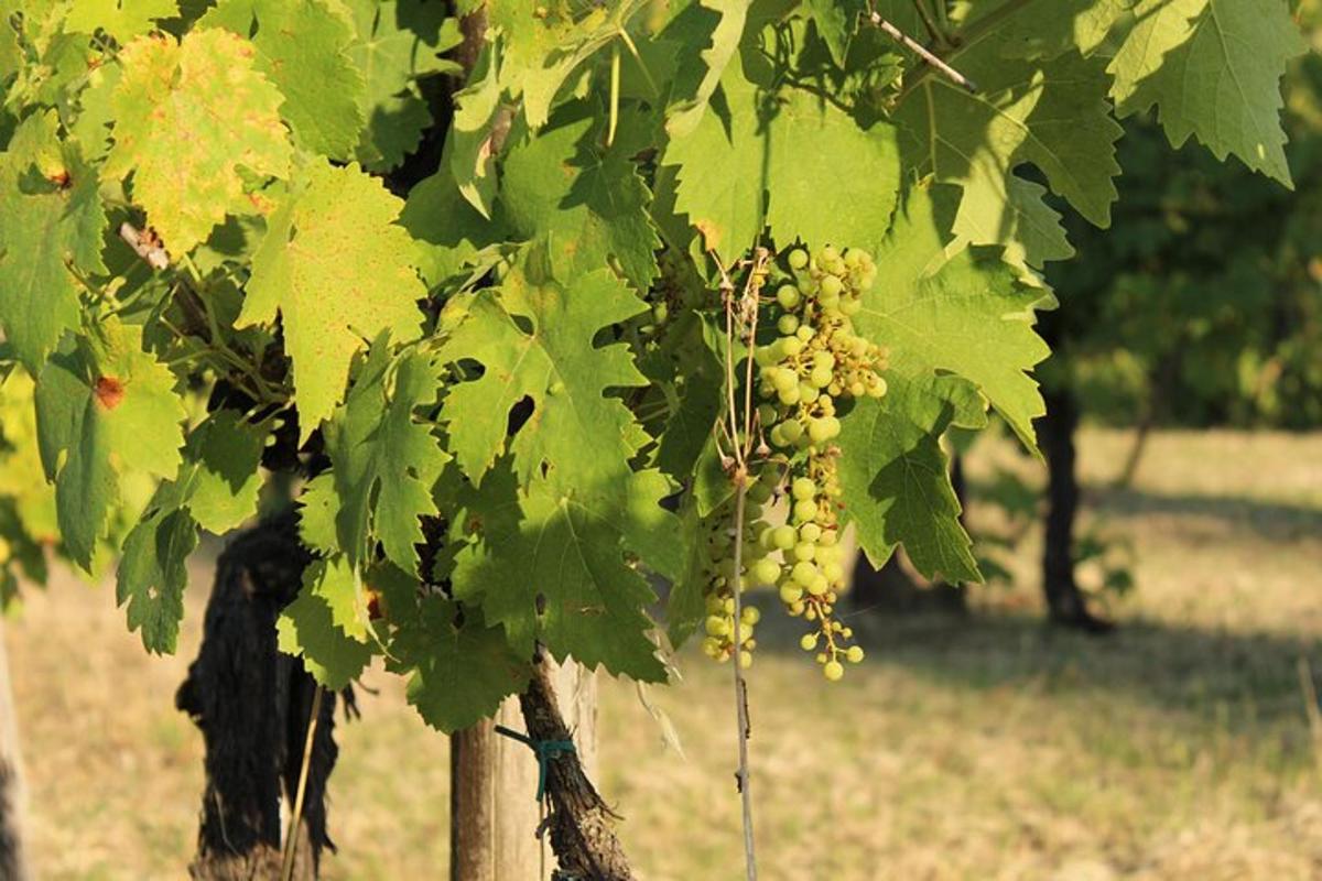 um cacho de uvas verdes pendurado em uma árvore