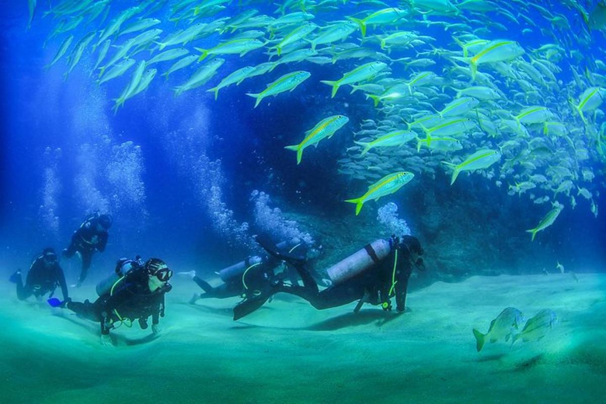 sekumpulan orang berenang di dalam akuarium ikan