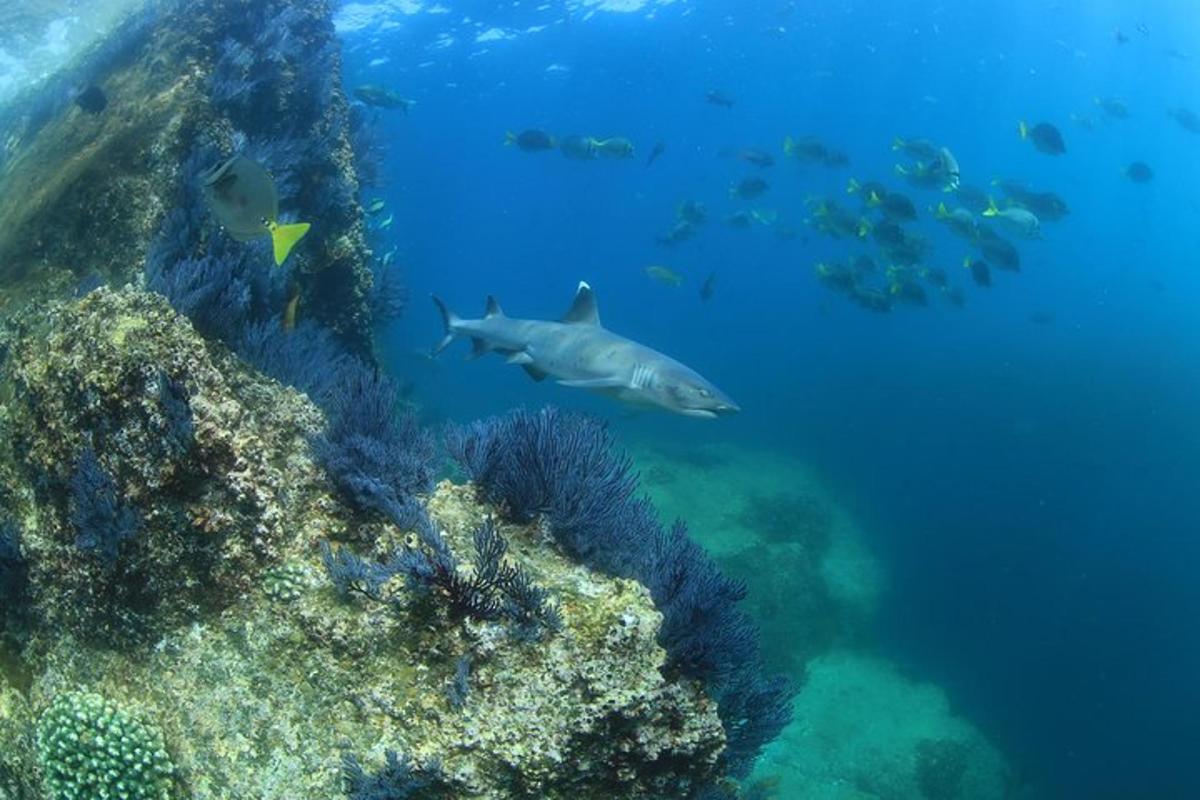 un rechin înotând în ocean lângă un recif