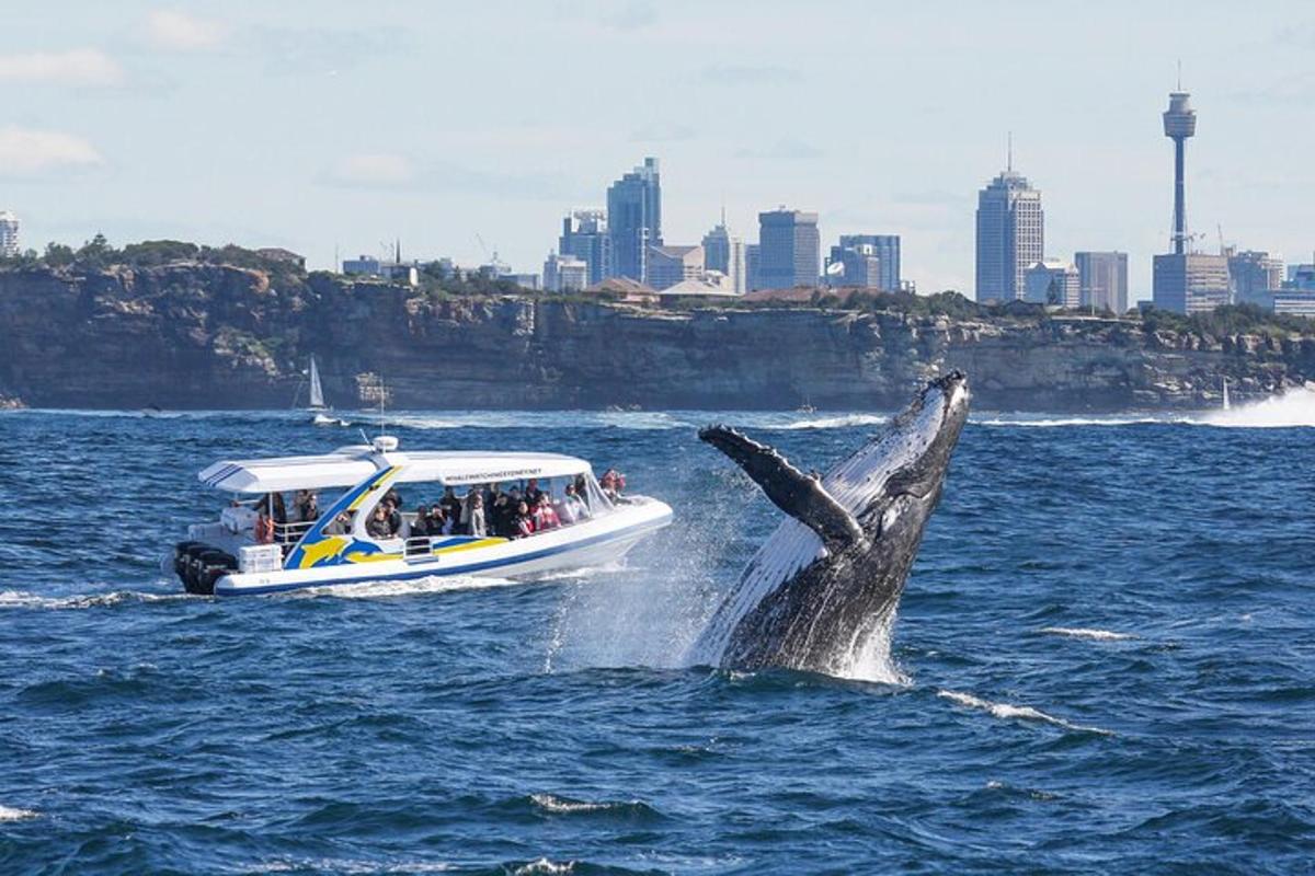 una balena che salta fuori dall'acqua accanto a una barca
