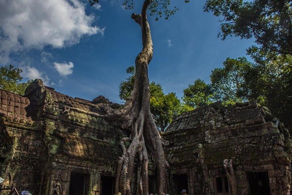 un árbol que crece al costado de un edificio