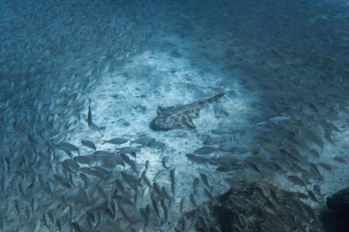 sekumpulan ikan yang berenang di dalam air