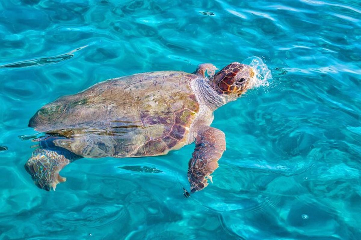 isang green sea turtle na lumalangoy sa tubig