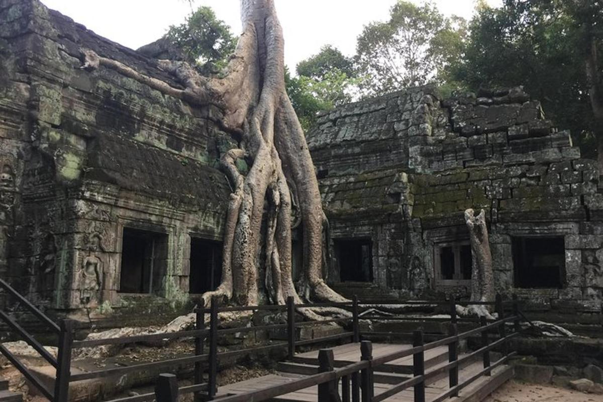 un albero che cresce sul lato di un edificio