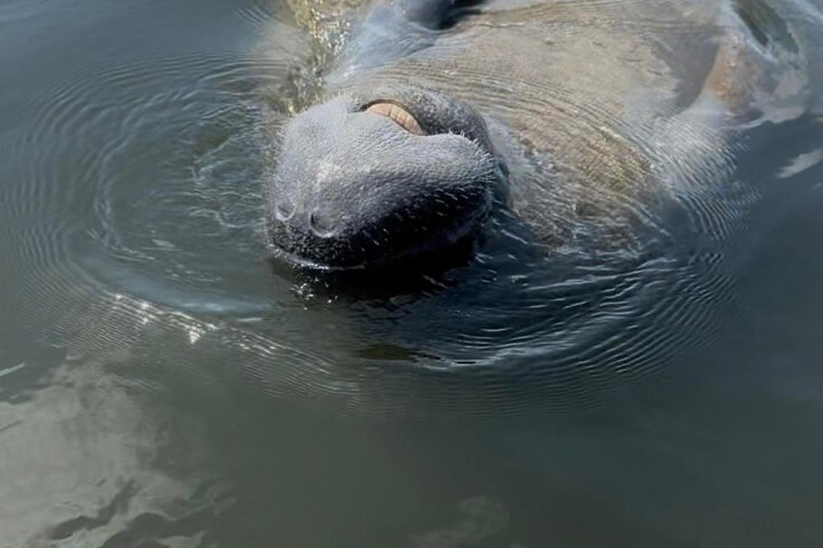 un ippopotamo che nuota nell'acqua con il naso