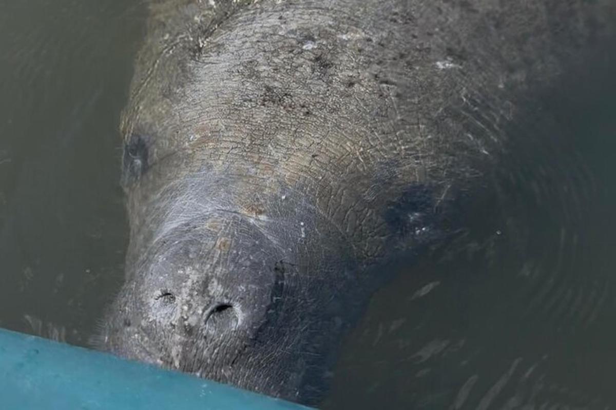 un primo piano di un ippopotamo che nuota nell'acqua