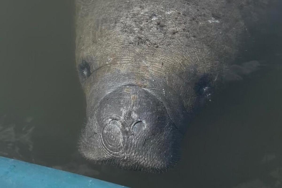 un primo piano di un ippopotamo nell'acqua