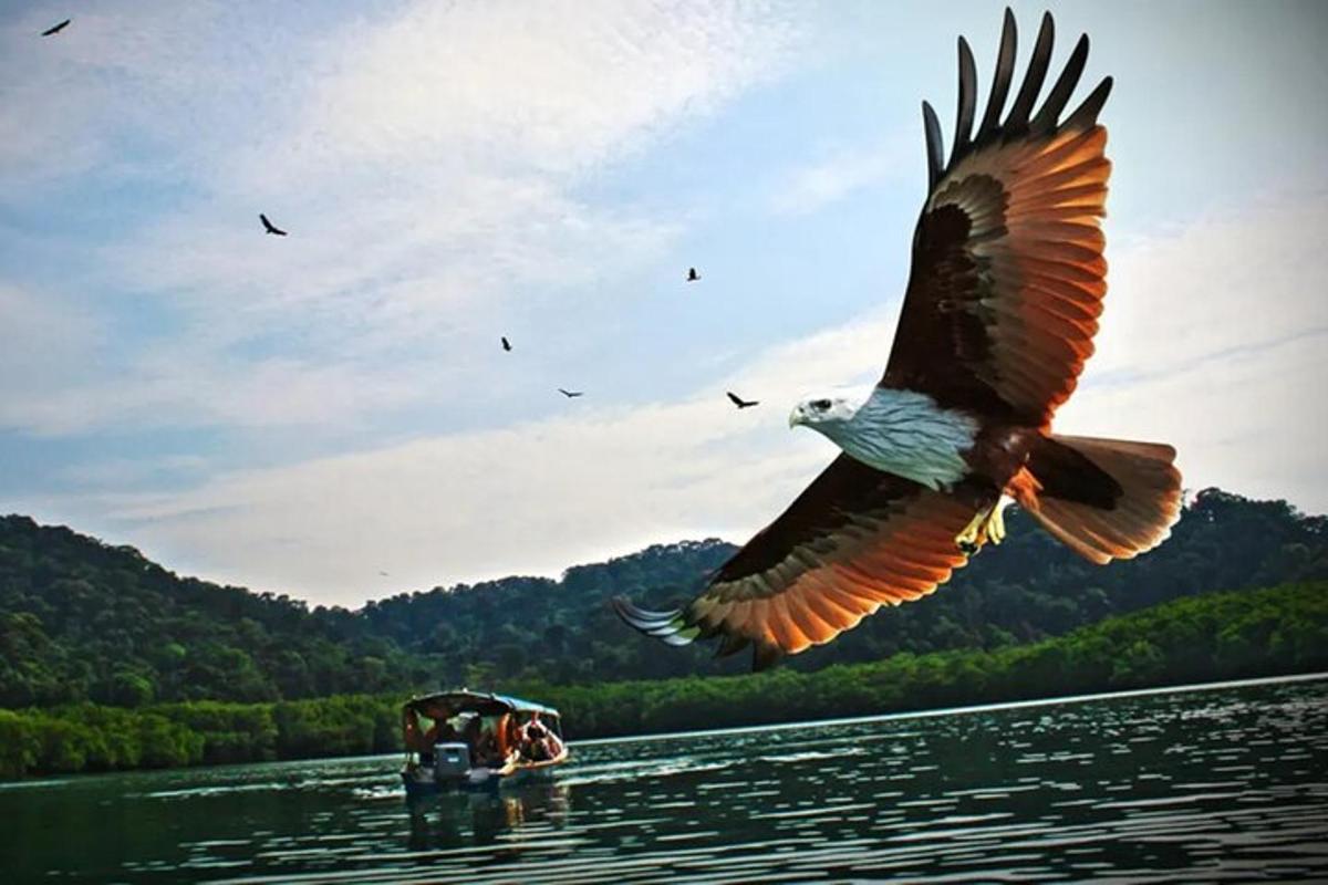 ptica, ki leti nad vodno površino s čolnom