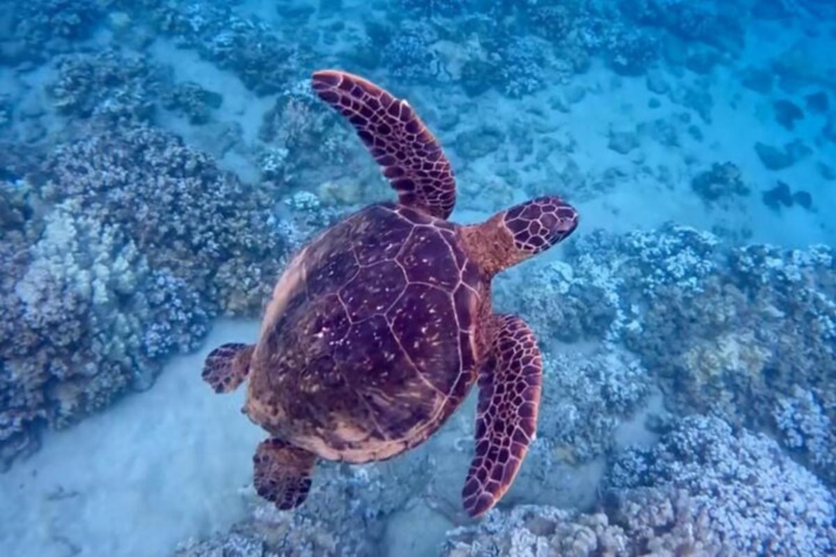 una tartaruga marina verde che nuota nell'oceano