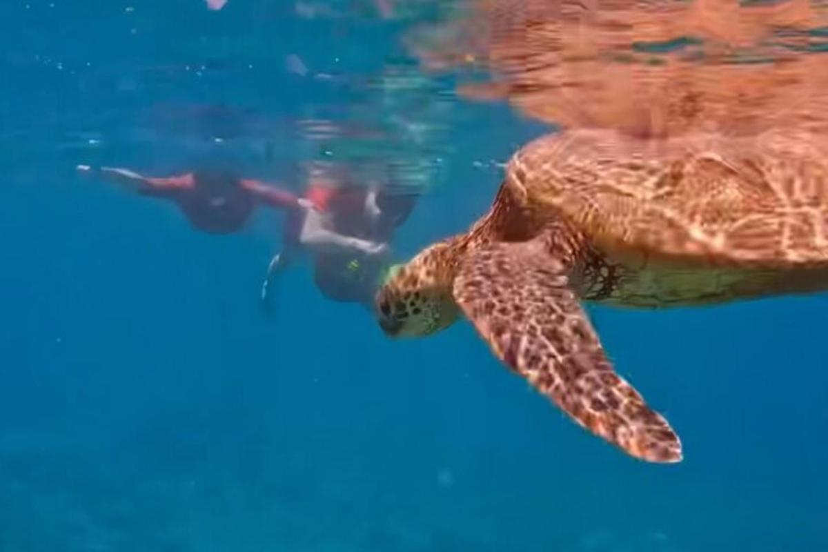 una tartaruga che nuota nell'acqua con un sub
