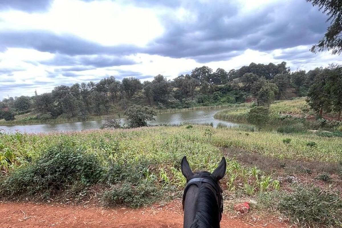 a horse is looking out at a river