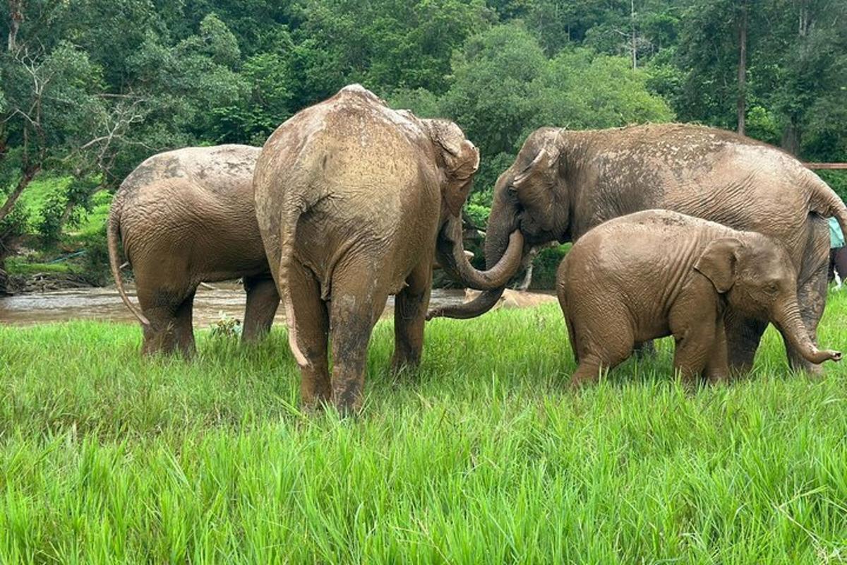 un grup d'elefants dempeus en un camp