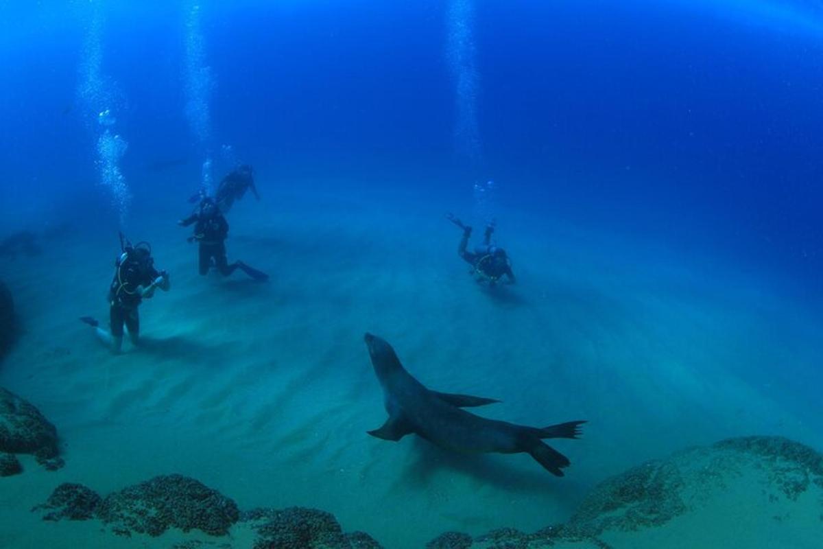 skupina lidí plave v oceánu se žraloky