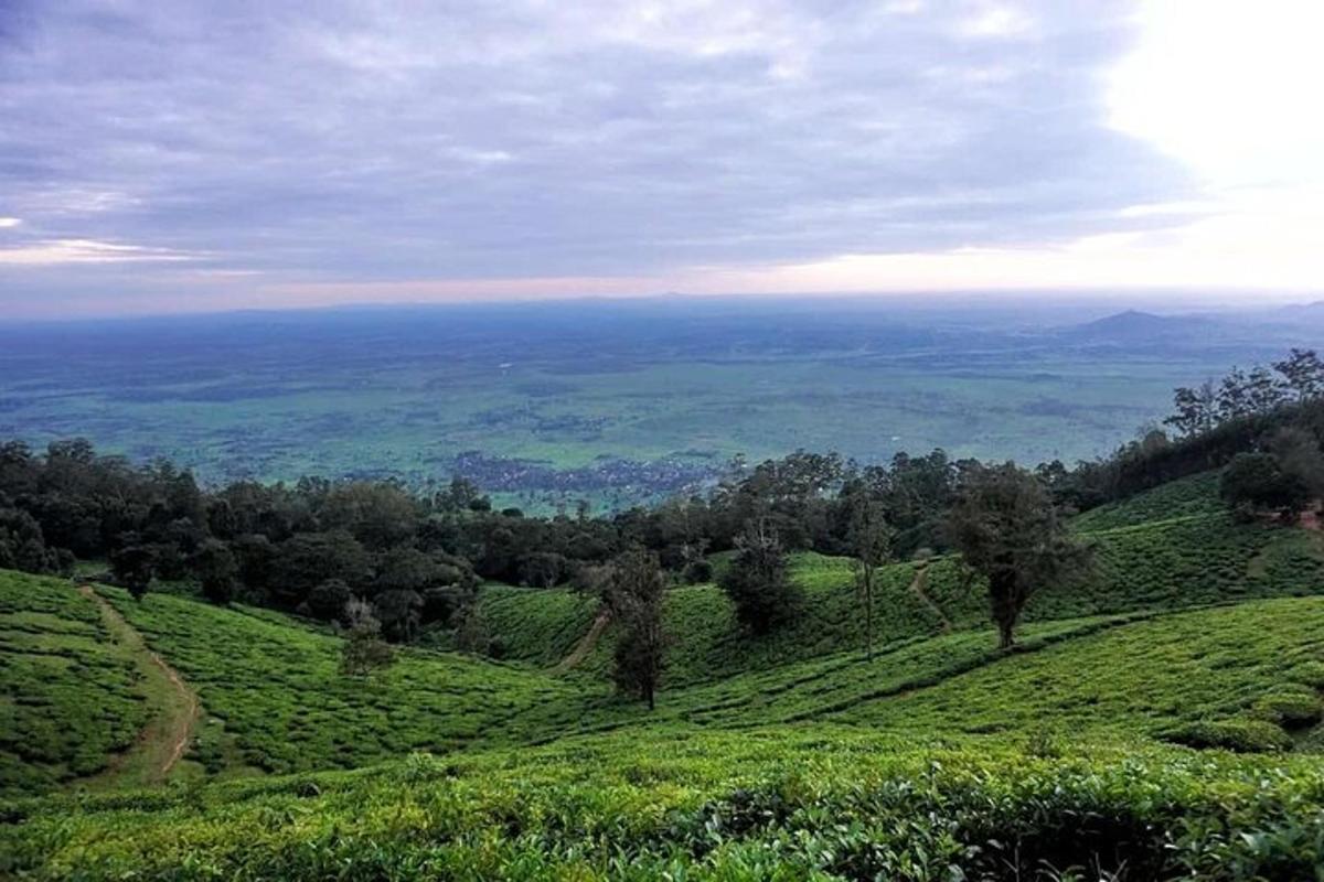 uma vista de uma colina verde com árvores