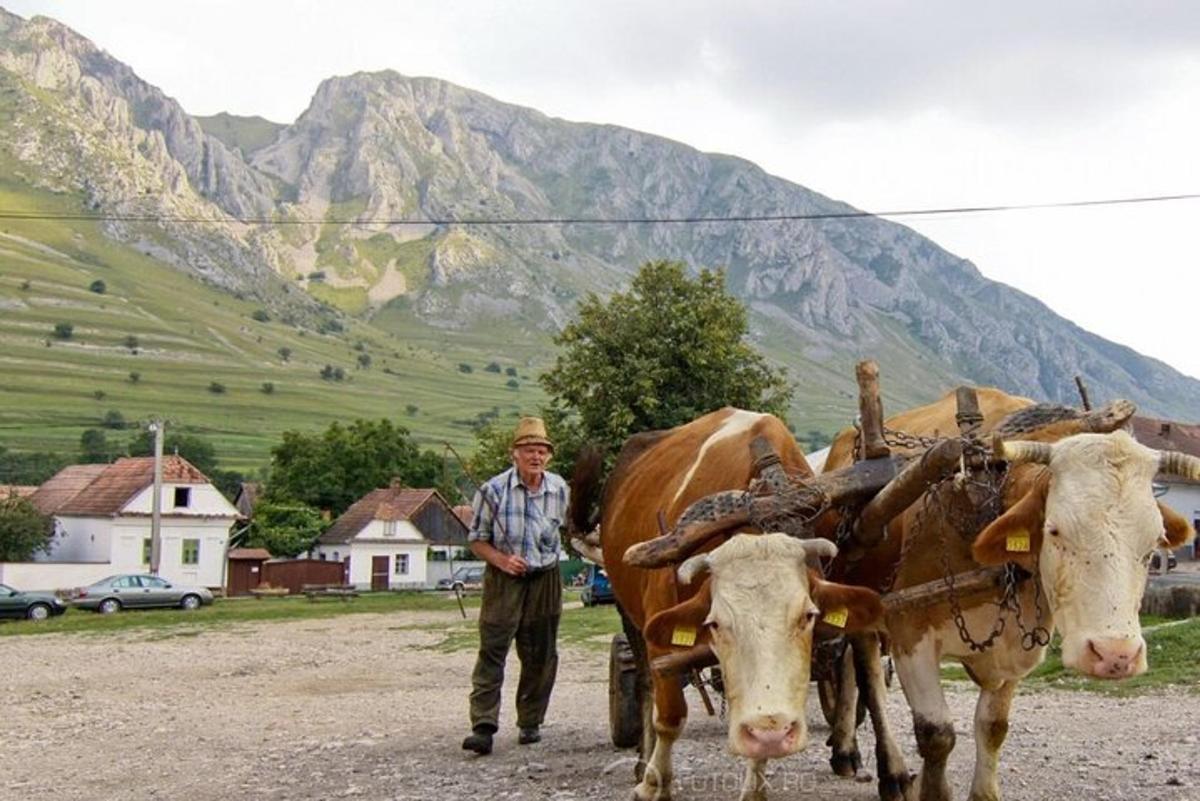 muž stojící vedle dvou krav táhnoucích vozík