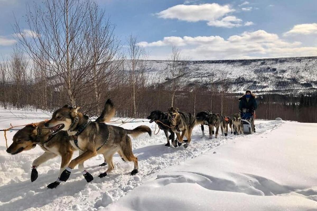 un grup de gossos corren per la neu