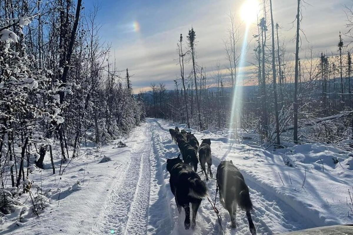 un grup de gossos caminant per una carretera nevada