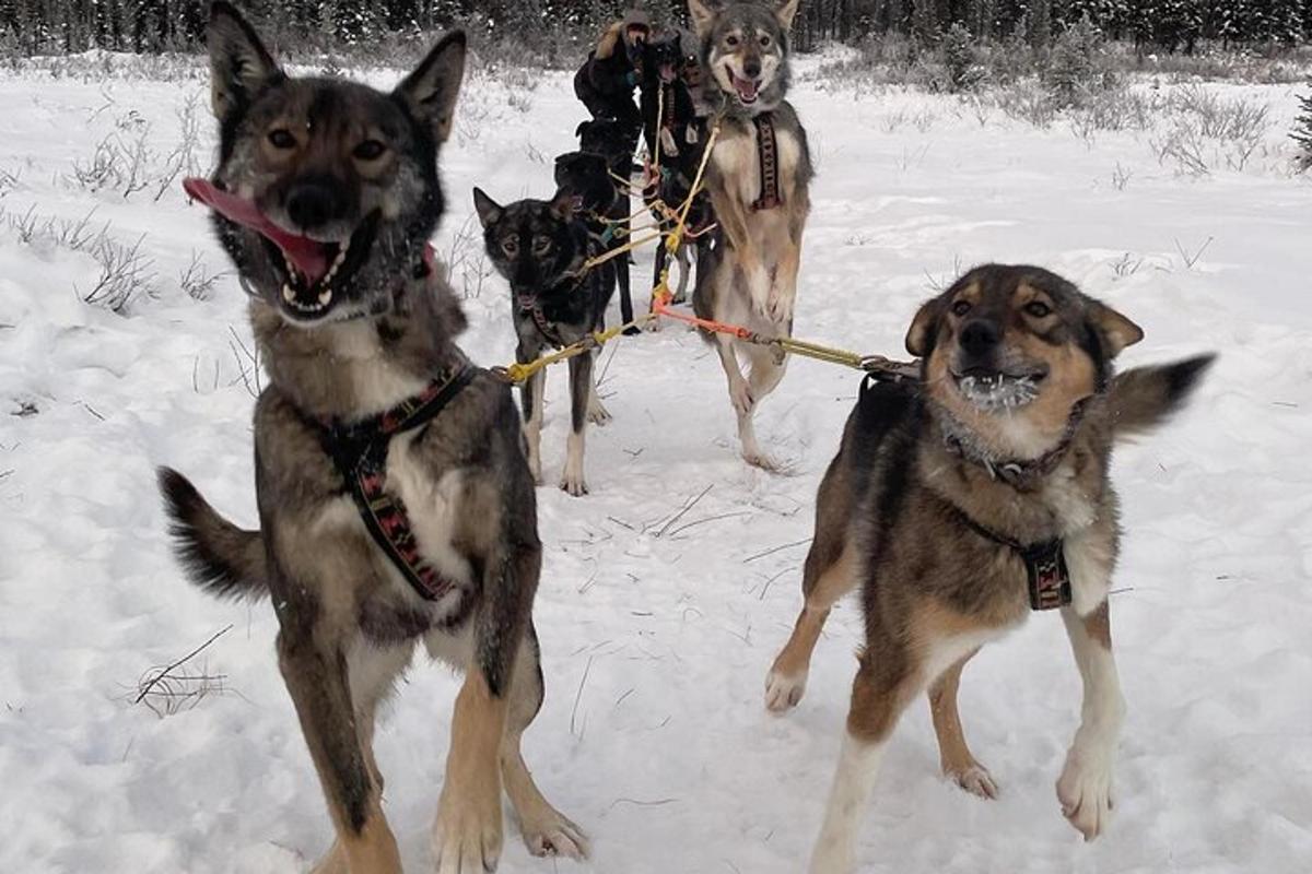 sekelompok empat anjing dengan tali di salju