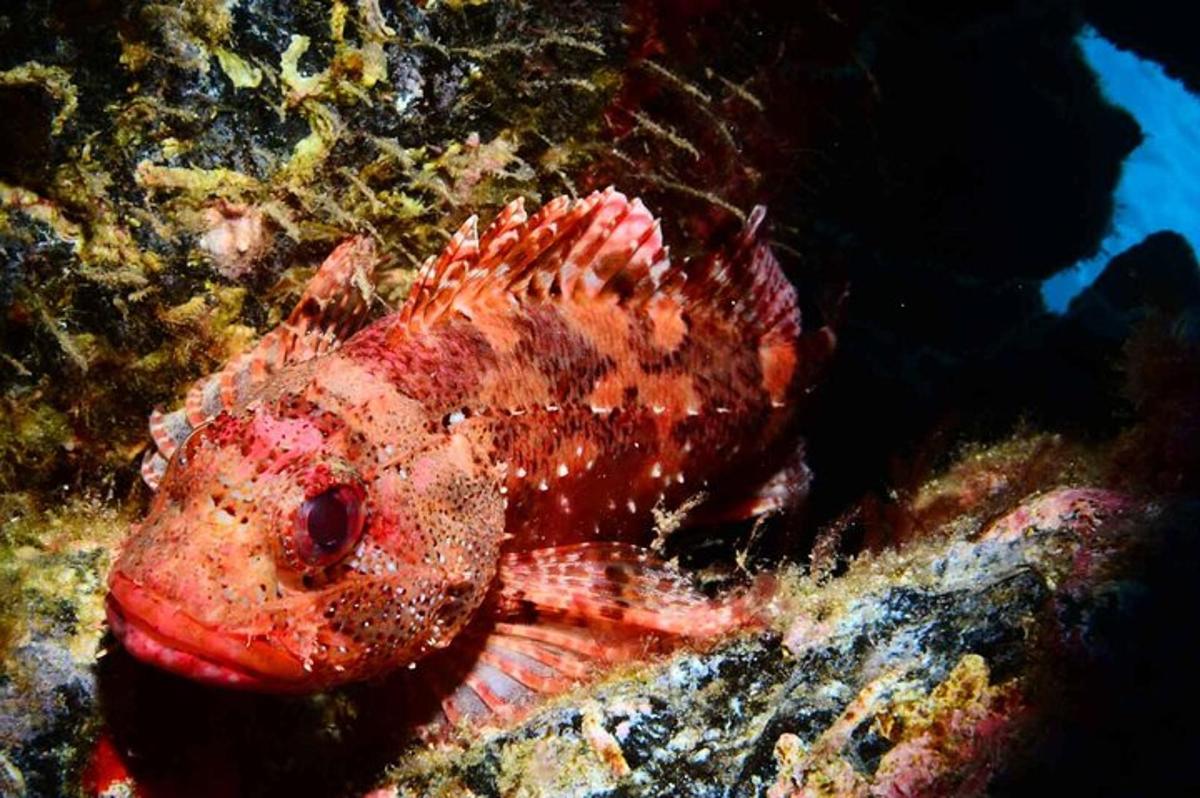 un pesce rosso è seduto sulla barriera corallina