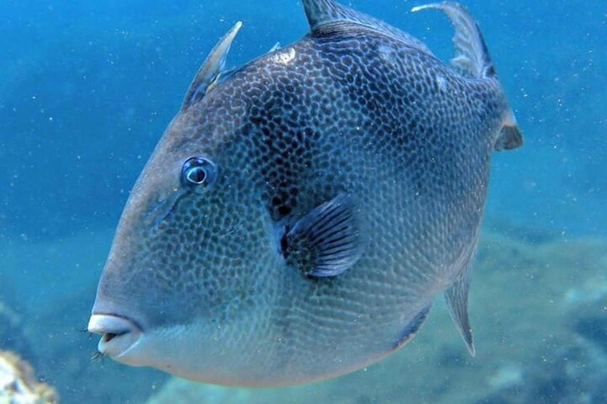 en stor fisk svømmer i vannet