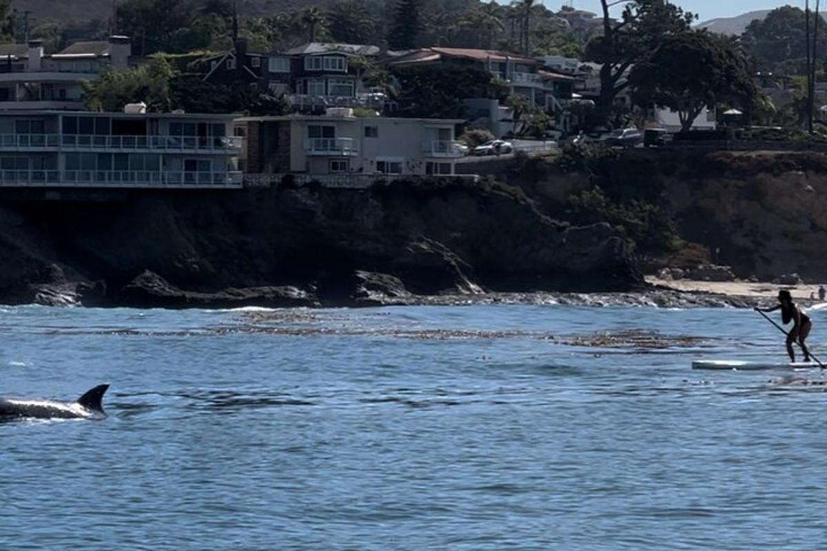 a person on a surfboard and a dolphin in the water