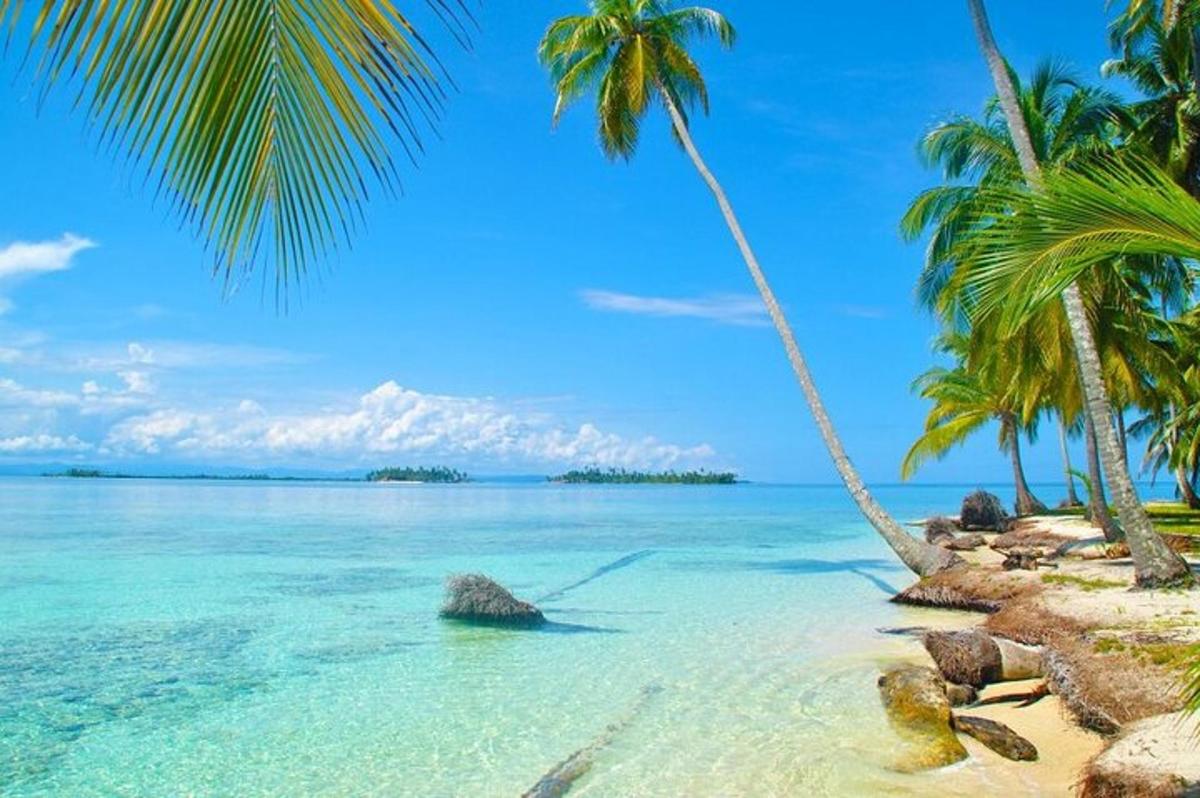 một bãi biển có hai cây cọ và đại dương