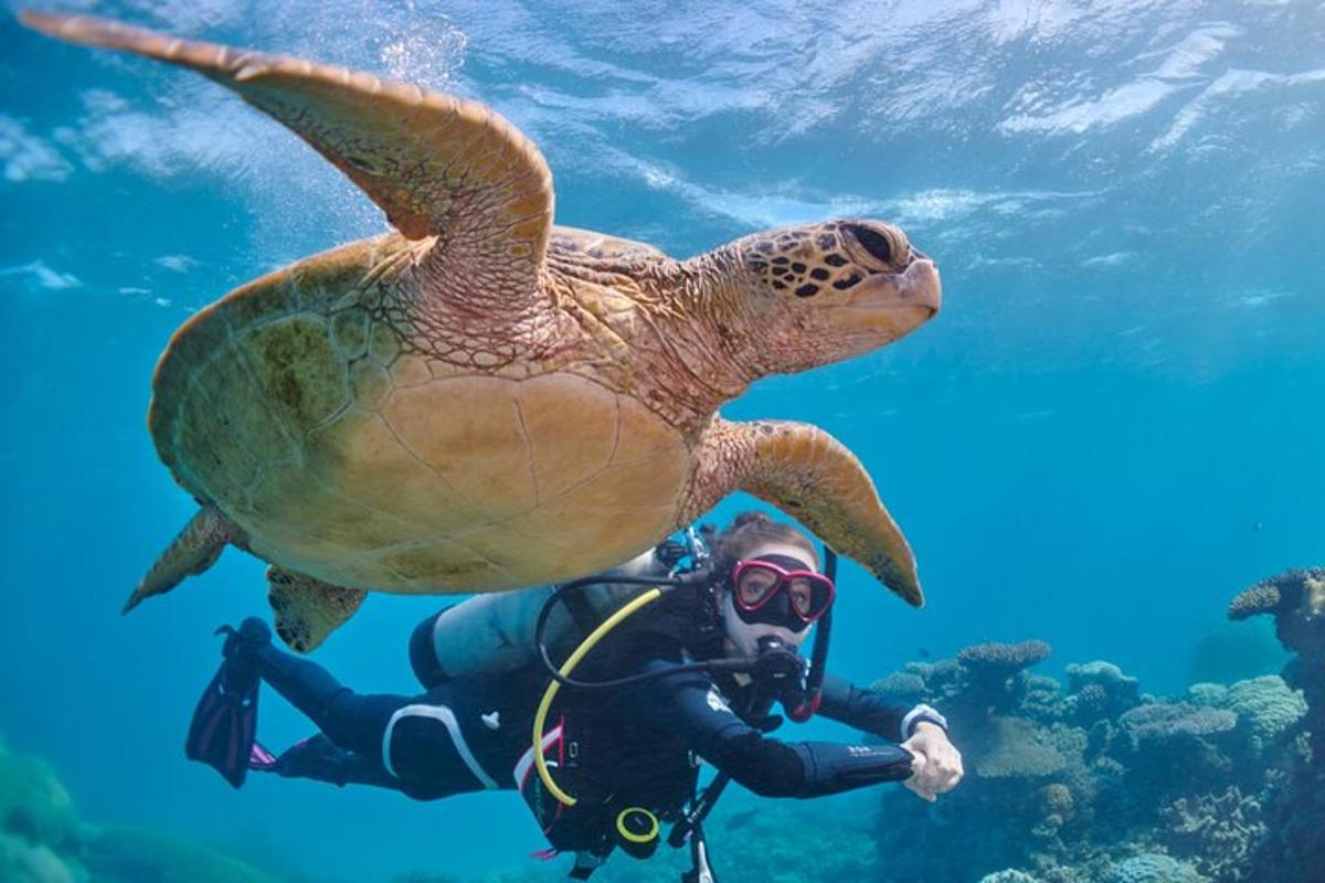 Una tortuga nadando junto a un buceador en el agua.
