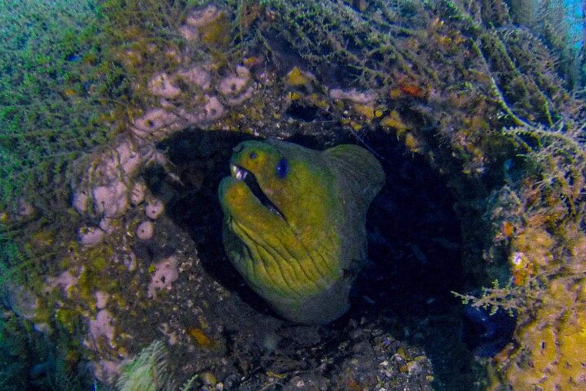 ikan pari kuning berada dalam terumbu karang