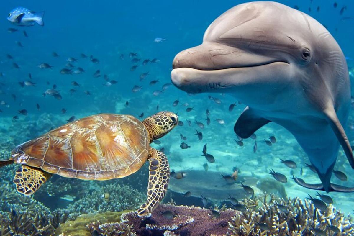o broască țestoasă și un delfin înotând în ocean