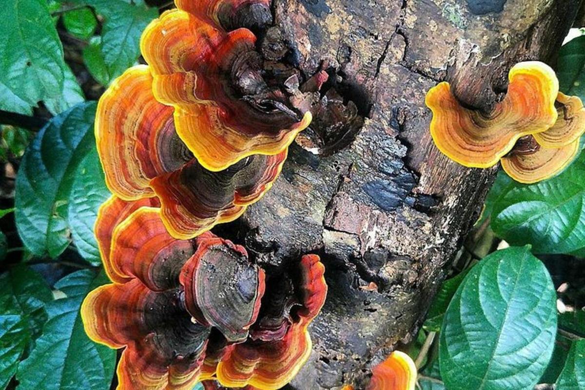 a group of mushrooms growing on a tree branch