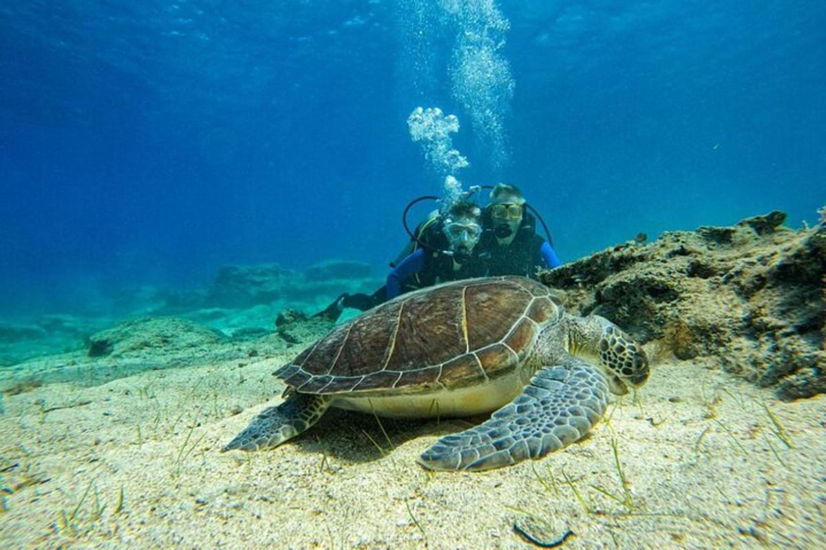 une tortue de mer allongée sur le sol avec un plongeur