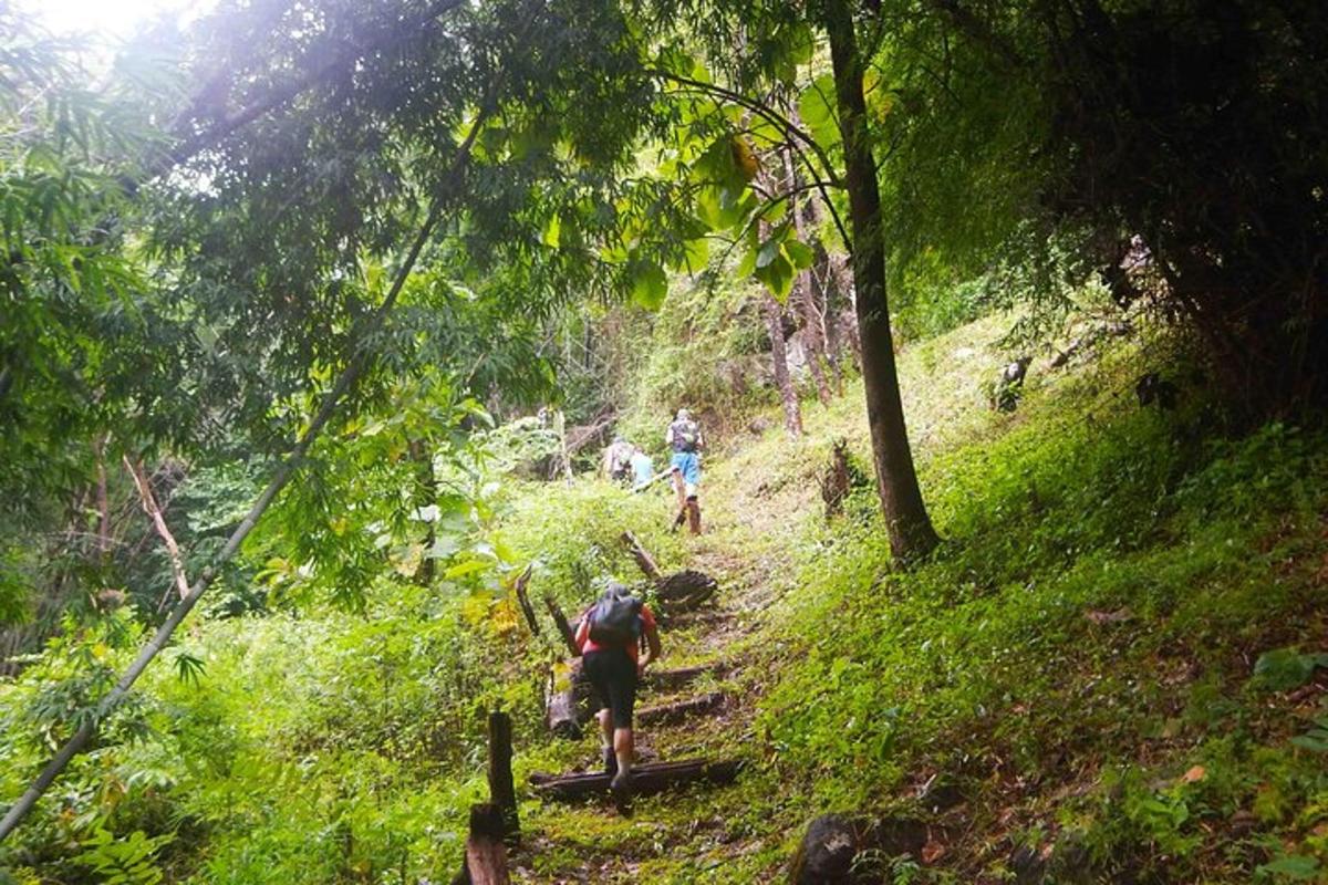un gruppo di persone che camminano su un sentiero nel bosco