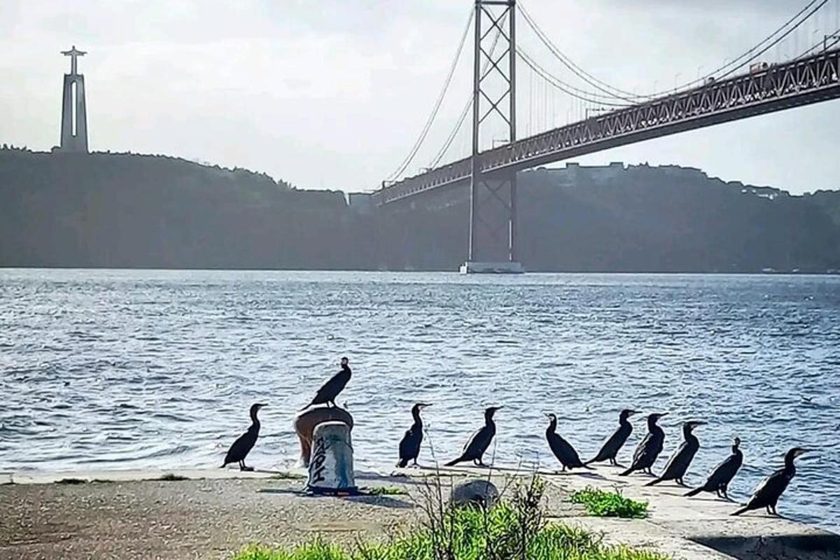 물가 근처 보도에 서 있는 펭귄 무리