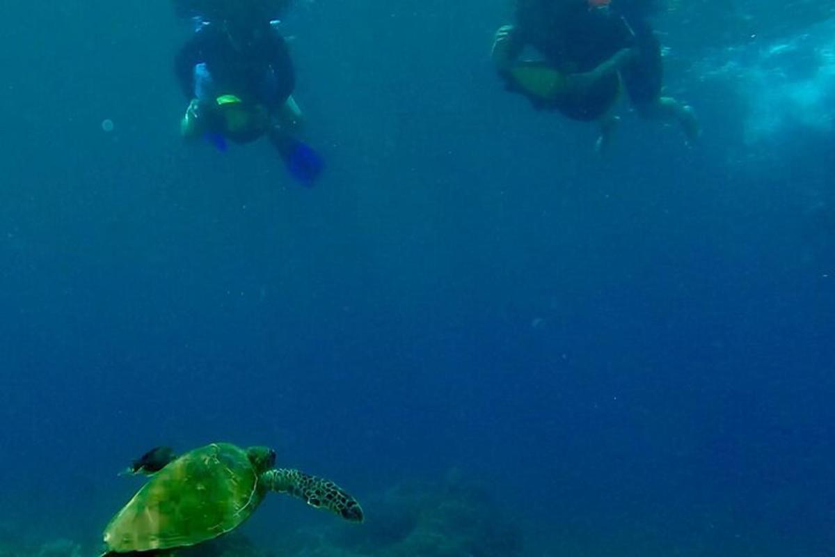 зелена морска корњача плива у води са људима