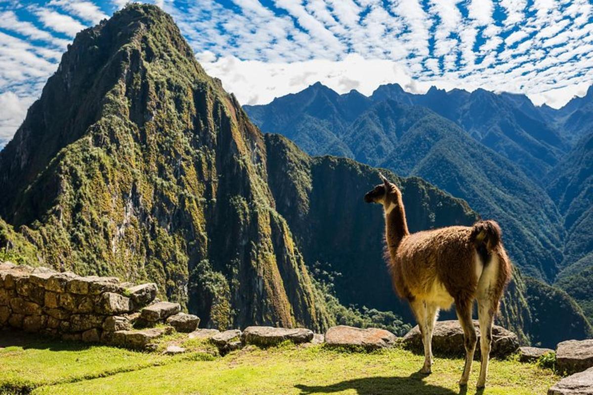 lama stendur á fjallstoppi