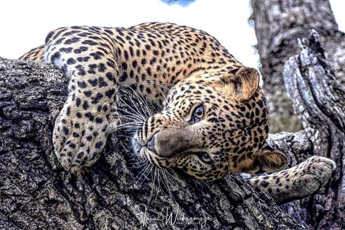 Un leopardo está sentado en la rama de un árbol.