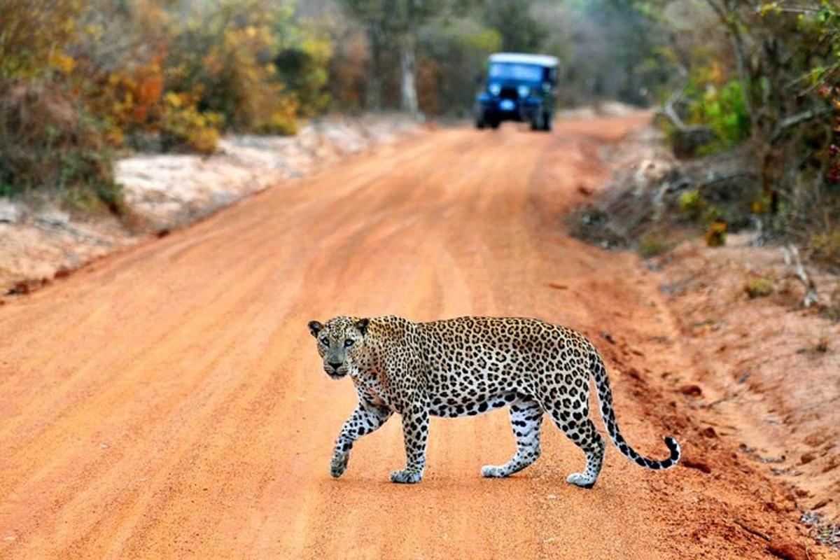 un guepardo caminando por un camino de tierra