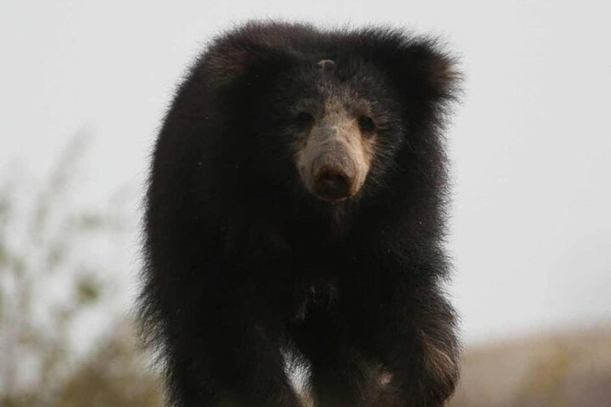 um urso preto em pé sobre as patas traseiras
