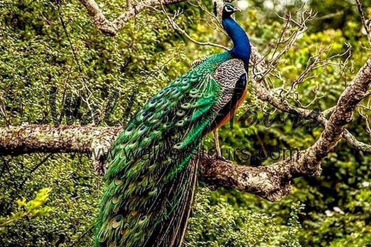 um pavão está em pé em um galho de árvore