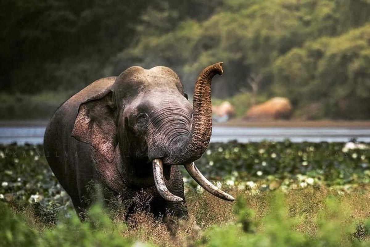 Un elefante con colmillos caminando por un campo