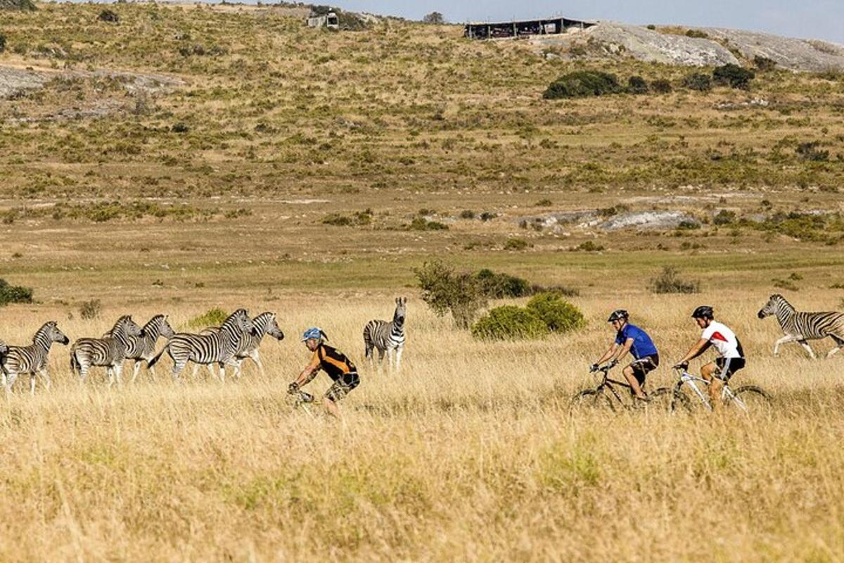 un gruppo di persone in bicicletta in un campo con le zebre