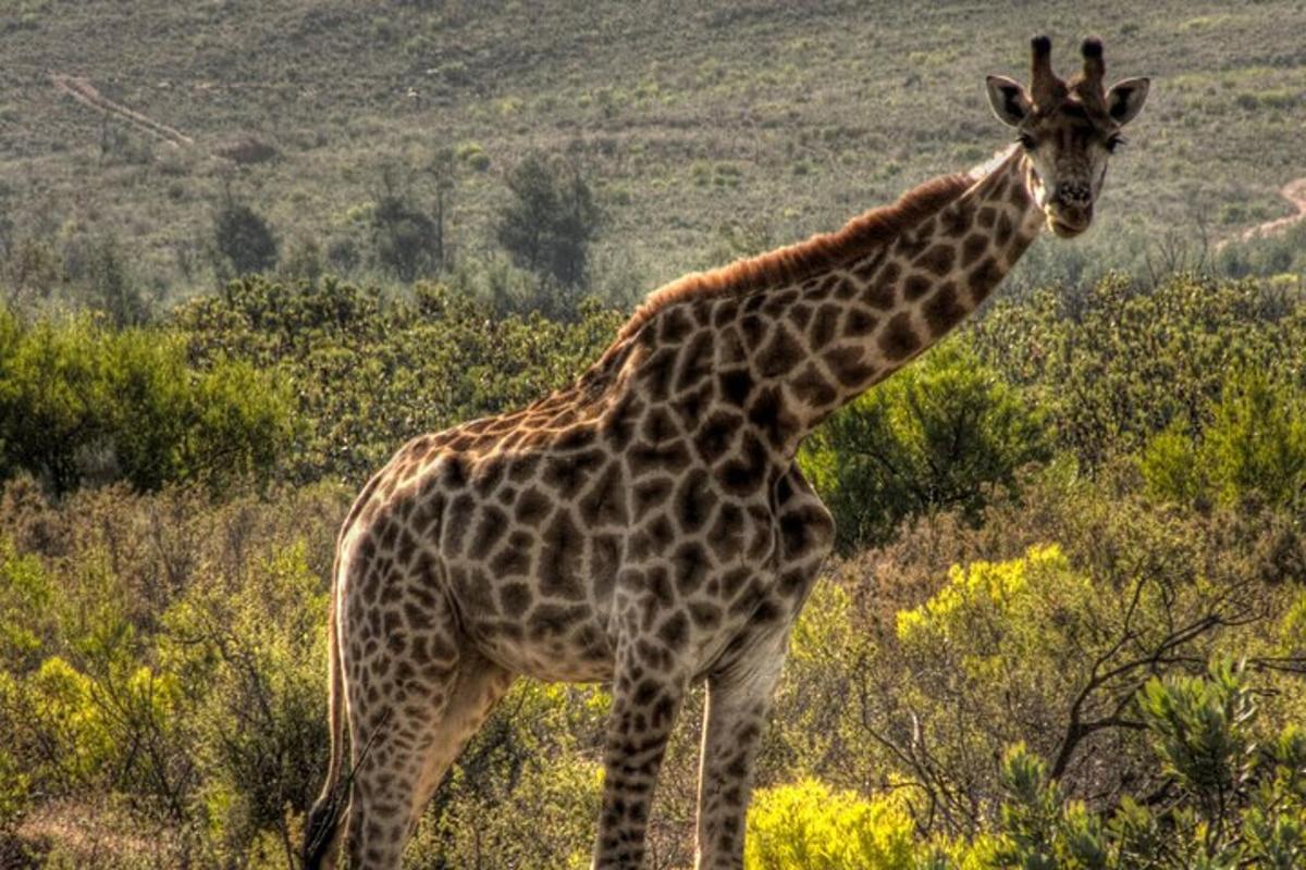 una jirafa parada en medio de un campo