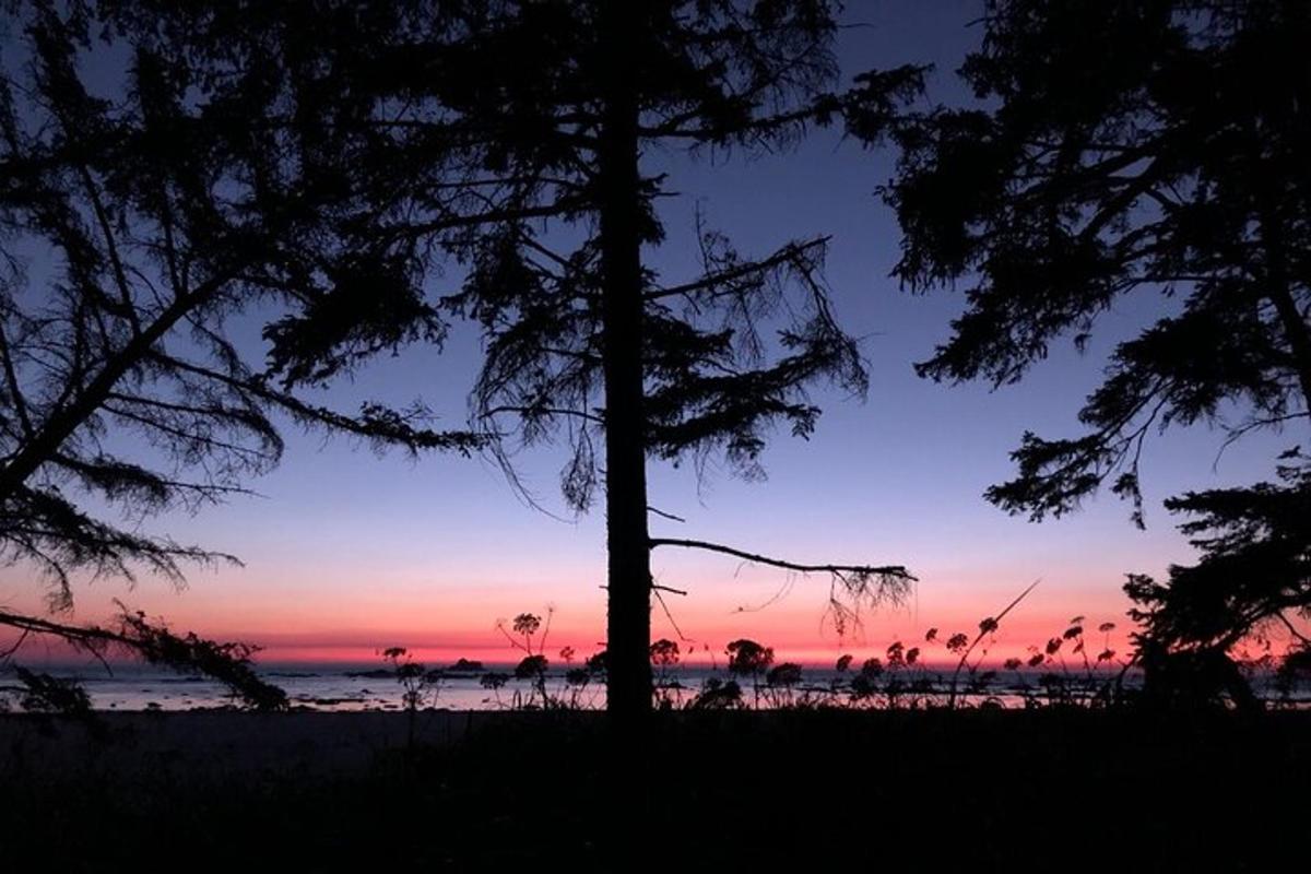 海滩上的日落，前景是树木