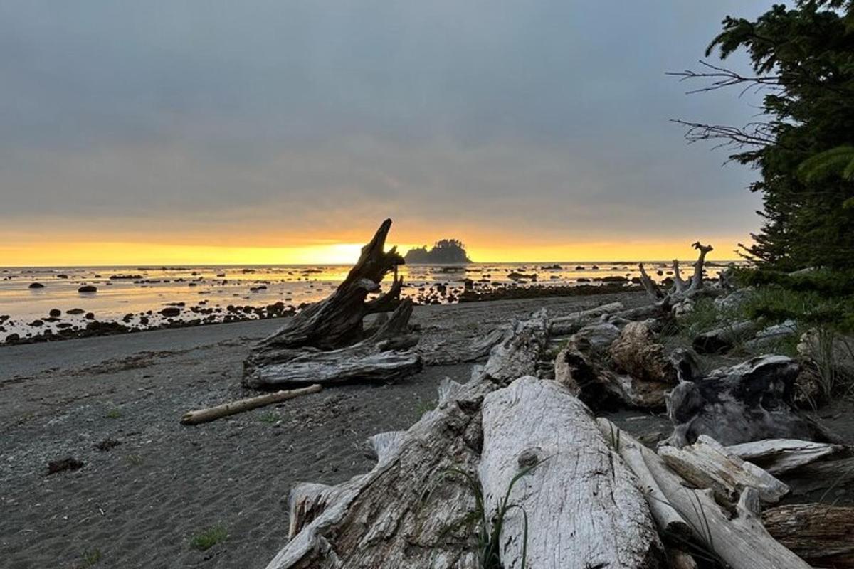 沙滩上堆满了木头
