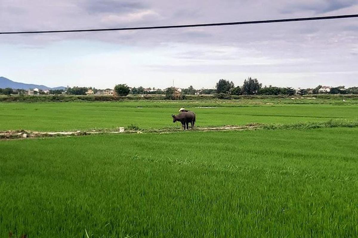 ein Elefant, der auf einem grünen Grasfeld steht