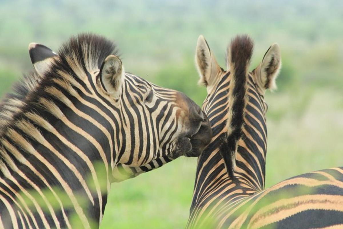 dalawang zebra ang magkatabi