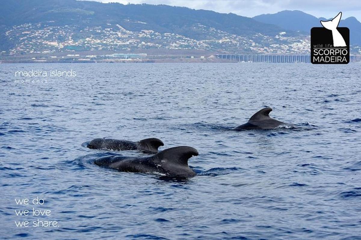 a group of dolphins swimming in the water