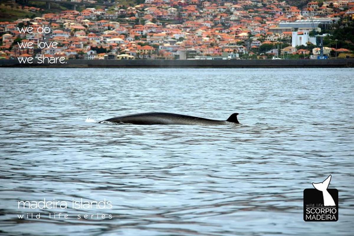 a whale swimming in a large body of water